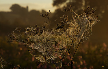 Spinnennetz mit Morgentau