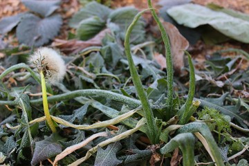 Morning frost