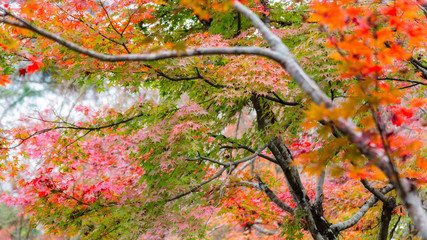 Japanese maple in autumn season for background ,Lake Kinrinko Yu