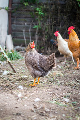 hen 