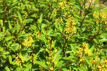Yellow little flowers with bright green bushes
