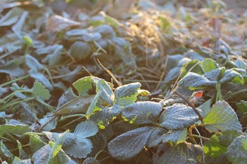 Fototapeta premium Morning frost