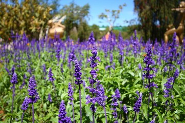 Naklejka premium Beautiful violet lavender in the garden in sunny day