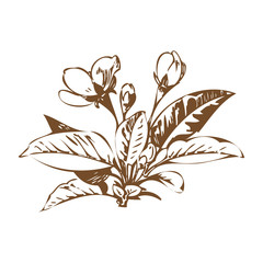 Cherry branches with flowers, sakura vector illustration