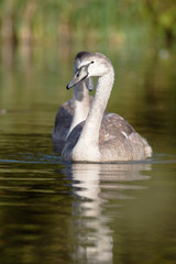 Mute Swan, Swans, Cygnus olor