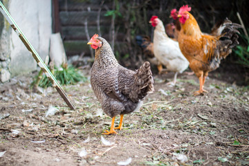 hen and rooster