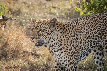 Fototapeta na wymiar Side profile of a Leopard.