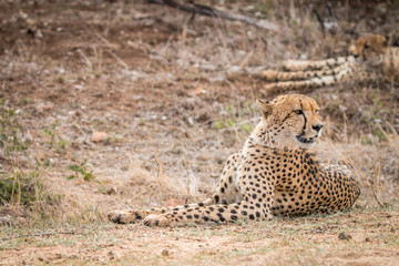Cheetah laying in the grass.