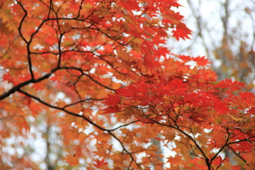 紅葉(世界谷地)