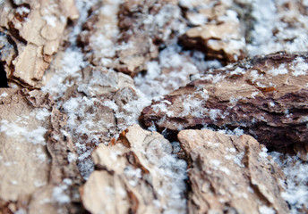 tree bark with snowflakes