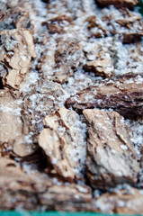 tree bark with snowflakes