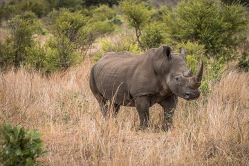 White rhino standing in the long grass.