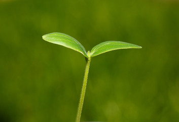 Seedling over green