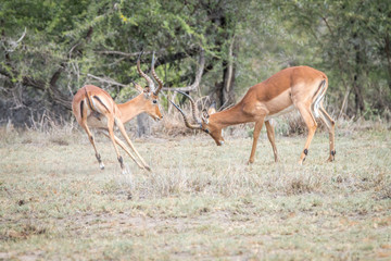Two male Impalas fighting.