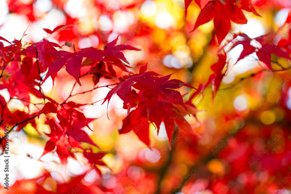Wall mural red leaves of acer tree in autumn. backlit medium close-up with shallow depth of field.