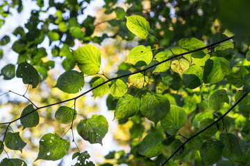Green and yellow leaves in early Autumn. Backlit medium close-up with shallow depth of field.