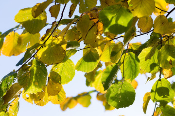 Green and yellow leaves in Autumn. Backlit medium close-up with shallow depth of field.
