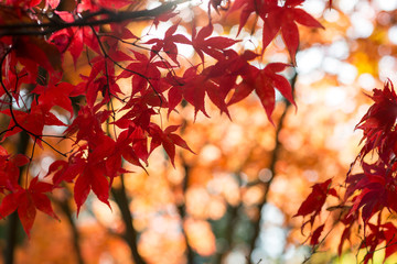 Red leaves of Acer tree in Autumn. Backlit medium close-up with shallow depth of field.