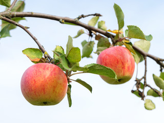 Sunny apple tree branch with red fruits against blurred background
