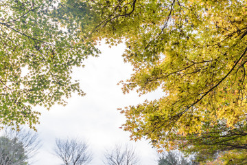 Autumn green maple leaves in sunny day background