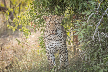 A Leopard walking towards the camera.