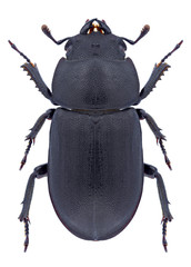 Beetle Dorcus parallelipipedus on a white background