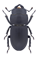 Beetle Dorcus parallelipipedus on a white background