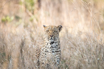 A Leopard blending in in the high grass.