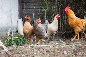 hen and rooster