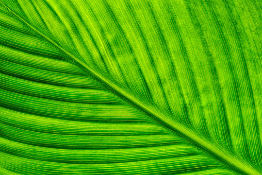 texture of green leaf from the tree