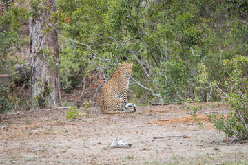 Leopard sitting in the sand.