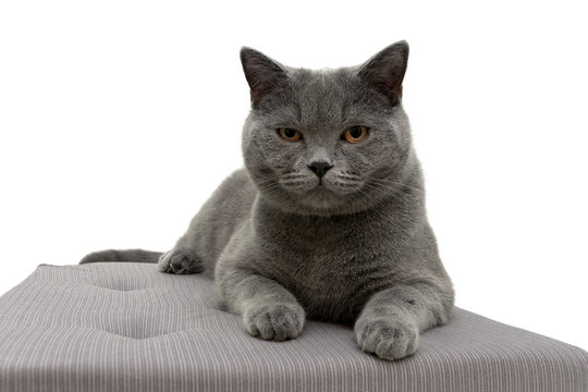 cat lying on a pillow on white background