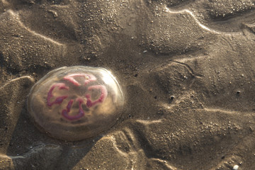 Meduza na piasku