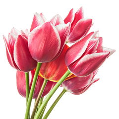 Tulip Flowers isolated on white background