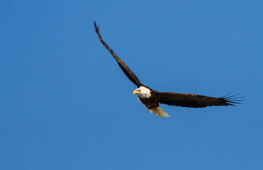 Bald Eagle Soaring