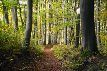 Herbst im Buchenwald