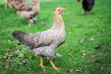 hen 