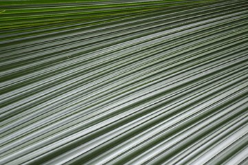 fresh green palm leaves texture