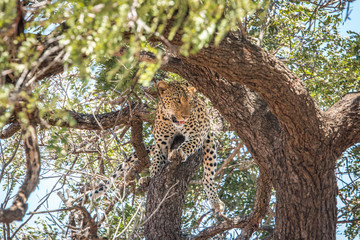 Leopard laying in a tree.
