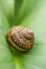 PICCOLA CHIOCCIOLA SU FOGLIA