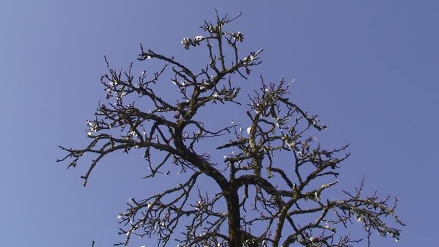 Schmelzende Schnee- und Eisreste fallen vom Geäst eines kahlen Birnbaumes
