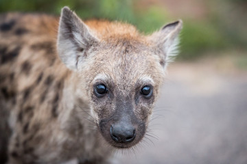 Obraz premium Young Spotted hyena starring at the camera.