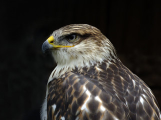 Hawk