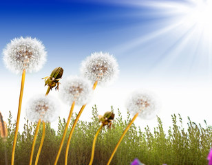 Fluffy dandelion flower against the background of the summer lan