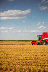 Harvesting the wheat