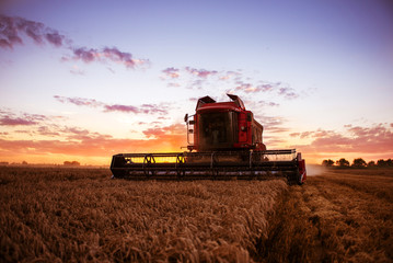 Harvesting the wheat