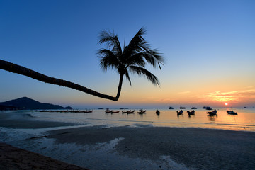 palm koh tao