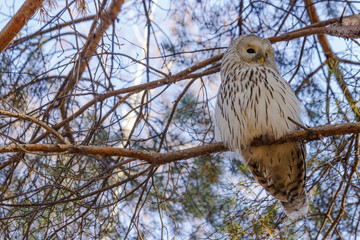 Strix uralensis. Owl sitting on a branch of pine autumn day. Owl - selective focus. The background is blurred. Russia. Siberia.