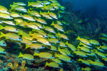 Panele Szklane Podświetlane  Szkoła żółtych ryb, Malediwy