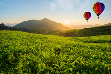 Malaysia tea plantation at Cameron highlands with hot air balloon - obrazy, fototapety, plakaty